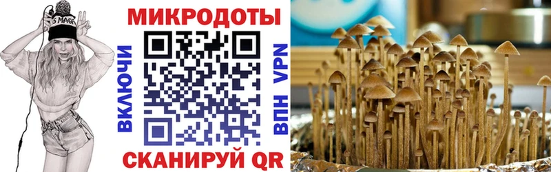 Галлюциногенные грибы Psilocybe  Кондрово 